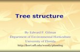 Tree structure - City of Harrisonburg, VA · What is good structure? 1. Forest grown vs. open grown tree 2. Codominant stems 3. Good branch attachment 4. Structurally sound tree Outline