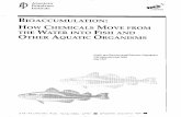 BIOACCUMULATION: HOW CHEMICALS MOVE FROM THE …/media/Files/EHS/Clean_Water/Ground... · 2013-03-18 · Bioaccumulation: How Chemicals Move from the Water into Fish and Other Aquatic
