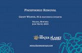 PHOSPHORUS REMOVAL - Montana DEQ > Home · Phosphorus Removal Wastewater Habitats Design Theory Process Control . Optimizing wastewater treatment for nutrient removal. Phosphorus
