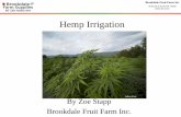 Hemp Irrigation€¦ · Hemp Irrigation By Zoe Stapp Brookdale Fruit Farm Inc. Julian Post. Brookdale Fruit Farm Inc 38 Broad St Hollis NH 03049 Brookdale History (603) 465 2240 •