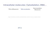 Intracellular molecules: Cytoskeleton, DNA…...Intracellular molecules: Cytoskeleton, DNA… Intermediate Microfilaments Microtubules . filaments . Images of microfilaments, microtubules,