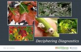 An Introduction to Common Plant Diseases...abiotic disorders drought stress bark splitting freeze injury sunscald girdling roots Identifying insects in the landscape is a learnable