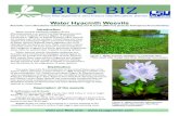 Water Hyacinth Weevils - Louisiana State University · Water hyacinth weevils feed heavily on plant tissue. Larvae feed internally and adults feed externally. Feeding damage by both