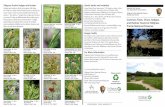 Common Trees, Vines, Sedges, and Rushes Found ... Common Trees, Vines, Sedges, and Rushes Found at Tallgrass