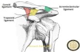 Acromioclavicular Joint May 26, 2016bonepit.com/Lectures/Acromioclavicular Joint Nimesh Patel...Acromioclavicular Joint • Synovial type of planar diaarthrodial joint • Allows gliding,