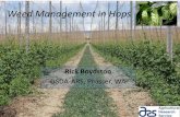 Weed Management in Hops - College of Agriculture & Natural … · 2017-05-05 · Weed Management in New Hop Yards •Control perennial weeds in years preceding planting of hops –especially