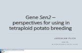 Gene Sen2 perspectives for using in tetraploid potato breeding€¦ · perspectives for using in tetraploid potato breeding JAROSŁAW PLICH I HAR -P I B MŁOCHÓW RESEARCH CENTER,