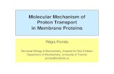 Molecular Mechanism of Proton Transport in Membrane Proteinscolloq/Talk8/Presentation8.pdf · Molecular Mechanism of Proton Transport in Membrane Proteins Régis Pomès Structural