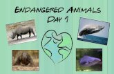 Endangered Animals Day 1 · animals that are endangered because OP a body part How have the laws about whale hunting changed? Which animal is social (likes to be with others)? Which