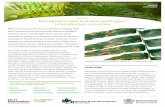Managing fungal leaf spot pathogens in production nurseries · 2018-11-20 · Managing fungal leaf spot pathogens in production nurseries Most nursery plants are susceptible to fungal