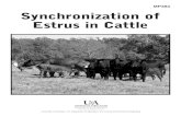 Synchronization of Estrus in Cattle - MP383MGA is added to the feed and has been used in the past to suppress estrus in feedlot heifers to maintain feed efﬁ ciency and feed intake.