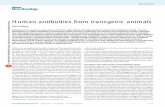 Human antibodies from transgenic animalstheory.bio.uu.nl/immbio/pdf/Lonberg NatBiotechnol 2005.pdf · Human antibodies from transgenic animals Nils Lonberg Laboratory mice provide