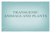 TRANSGENIC ANIMALS AND PLANTS - w3.biosci.utexas.eduw3.biosci.utexas.edu/atkinson/Bio344/Exam_4_notes_files... · 2010-08-09 · Transgenic animals are expensive to make. It would
