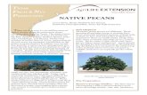 TEXAS FRUIT NUT PRODUCTION NATIVE PECANSnative crop production is seldom over 20 mil-lion pounds. A native pecan management pro-gram should include nut production as well as livestock