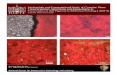 Mechanistic and Computational Study of Cinnabar Phase ... · computational study of the phase transformation of mercury sulfide (HgS) and its implications to the conservation of the