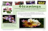 Gleanings - The Gesneriad Society, Inc. · 2014-05-20 · !! ! ! ! January 2014 ! Gleanings a monthly newsletter from The Gesneriad Society, Inc. (articles and photos selected from