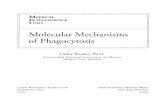 Molecular Mechanisms of Phagocytosis€¦ · Phagocytosis-physiology. 2. Molecular Biology. QW 690 M718 2005] QR187.P4M64 2005 616.07'99~dc22 2005005139 . For Roberto and Arturo .