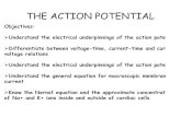 THE ACTION POTENTIAL · THE ACTION POTENTIAL Objectives: Understand the electrical underpinnings of the action poten Differentiate between voltage-time, current-time and curr voltage