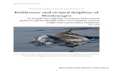 Bottlenose and striped dolphins of Montenegro Dolphin... · dolphins (Tursiops truncates), striped dolphins (Stenella coeruleoalba), Risso’s dolphins (Grampus griseus), Cuvier’s