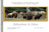 GRIZZLY BEAR CONSERVATION IN THE YELLOWSTONE TO … · 2011-03-23 · GRIZZLY BEAR CONSERVATION IN THE YELLOWSTONE TO YUKON REGION iv ACKNOWLEDGMENTS A vision of conservation of this