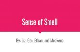 Sense of Smell - Badger Anatomy & Physiologybadgeranatomyphysiology.weebly.com/uploads/1/7/6/1/... · 2018-08-29 · The sense of smell gets bored easily. When entering a bakery or