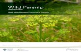 Wild Parsnip - Ontario Invasive Plant Council€¦ · Wild Parsnip has a thick funnel shaped taproot, which can grow to a depth of 1.5 metres. This root is where energy reserves are