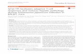 SjTat-TPI facilitates adaptive T-cell responses and ... · volume of incomplete Freund’s adjuvant (IFA) per mouse in corresponding groups on days 1, 14 and 28. The other two groups