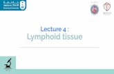 Lecture 4 : Lymphoid tissue. Foundation Block/Team … · (A) Primary nodules: formed of virgin B lymphocytes.* with out germinal center (B) Secondary nodules: with paler germinal