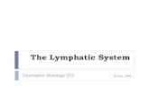 The Lymphatic System - KSUfac.ksu.edu.sa/sites/default/files/lymphatic... · Primary lymphoid organs (the thymus and bone marrow), where lymphocytes are formed initially Secondary