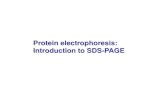 Protein electrophoresis: Introduction to SDS-PAGEhome.cc.umanitoba.ca/~perreau/Chem4590_2020/January 10 2020 … · SDS-PAGE = Sodium Dodecyl Sulfate PolyAcrylamide Gel Electrophoresis.
