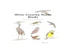 Wise County Texas Birds - lookingout.netlookingout.net/Wise County Texas Birds preview.pdf · Wise County Texas Birds Mary Curry Common, some not so, and some rare. Illustrated on