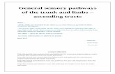 General sensory pathways of the trunk and limbs ascending tracts · 2020-01-22 · General sensory pathways of the trunk and limbs – ascending tracts Notes : -all the slides are