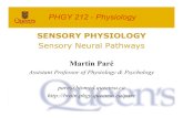 2 Sensory Neural Pathways - Queen's Universitybrain.phgy.queensu.ca/pare/assets/2 Sensory Pathways Slides.pdf · Sensory Neural Pathways ... Ascending tracts that take sensory information