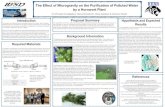 The Eﬀect of Microgravity on the Puriﬁcation of Polluted ... · biliousness, liver problems, and scorpion stings. Cyanobacteria is naturally occurring in fresh water ecosystems.