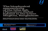 The biophysical assessments of the hilsa fish Tenualosa ...pubs.iied.org/pdfs/16605IIED.pdf · The common Indian shad ‘hilsa’, the national fish of Bangladesh, belongs to the