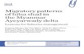 Migratory patterns of hilsa shad in the Myanmar Ayeyarwady ... · and nature to thrive. Our research focuses on the mechanisms, ... Main seasonal hilsa migration in Myanmar by ecological