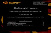 Cholinergic Neurons - Elixirgen Scientific · • Cholinergic neurons can be confirmed with anti-TUBB3 (tubulin beta 3 class III, a global marker for neurons) and anti-ChAT (choline