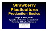 Strawberry Plasticulture - University Of Maryland · 2013-05-22 · Strawberry Plasticulture Basics Plug/Dormant/Early CV Summary 1998 Strawberry Plasticulture Update – Cream Ridge