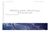 Molecular Biology -Practical- · What is Molecular Biology? Molecular Biology is the study of biology at the molecular level. It is the study of essential cellular macromolecules,