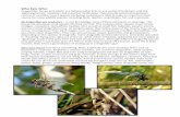 Who Eats Who - dragonfliesnva.com Documents/KevinPDF/pdf...flycatchers, swallows, kingfishers, falcons and kites, eat countless dragonflies, while spiders, praying mantids, robber