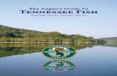The Angler’s Guide To Tennessee Fishfisheries.tamu.edu/files/2013/09/Tennessee-Fish-Species.pdf · Tennessee has one of the most diverse assemblages of fish in North America with