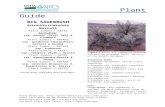 Parish's big sagebrush - USDA PLANTS · Web viewAdditional taxonomic information can be found in the Flora of North America, Volume 19 (FNA Editorial Committee 2006) and the Intermountain