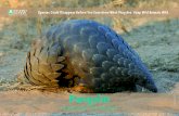 Pangolin - Amazon S3 · Species Could Disappear Before You Even Know What They Are. Keep Wild Animals Wild. Pangolin (Ground Pangolin - Manis temminckii) Pangolin © shutterstock