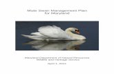 Mute Swan Management Plan for Maryland · The first recorded observations of mute swans in the tidewater areas of Maryland occurred when three birds were observed near Ocean City