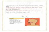 It’s a Wonderful Life – Project Lesson 1€¦ · It’s a Wonderful Life – Project Lesson 1 L.O – To label and describe the functions of the parts of the digestive system