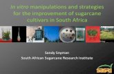 In vitro manipulations and strategies for the …...In vitro manipulations and strategies for the improvement of sugarcane cultivars in South Africa Sandy Snyman South African Sugarcane