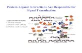 Protein-Ligand Interactions Are Responsible for Signal ...Dynamic Protein-Ligand Interaction Dynamic interaction between Protein (T, target) and Ligand (L) assumes equilibrium The