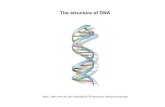 The structure of DNA · The structure of DNA
