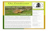 The Ponderosa - Henry W. Coe State ParkThe Ponderosa The Pine Ridge Association Newsletter Henry W. Coe State Park Page 2 The Ponderosa Continued on page 3…. California Tiger Salamander,