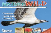 Pollinators Sandpipers Ospreys - NatureKidsBC · 2019-03-08 · By Dr. Eucan Doowitt This late evening insect collector activity is sure to provide surprises! The best place is a